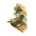 Buyenlarge 'Gould's Toucanet' by John Gould Graphic Art in Brown/Green | 36 H x 24 W x 1.5 D in | Wayfair 0-587-29256-3C2842