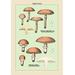 Buyenlarge Edible Fungi: Boletus Luteus & Subluteus Graphic Art in Brown/Green | 66 H x 44 W x 1.5 D in | Wayfair 0-587-04905-7C4466