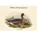 Buyenlarge Anser Albifrons Fronted Goose by John Gould - Graphic Art Print in Brown/Green | 28 H x 42 W x 1.5 D in | Wayfair 0-587-32108-3C2842