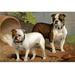 Buyenlarge 'Bull Dogs' by Vero Shaw Painting Print in Brown/Green | 20 H x 30 W x 1.5 D in | Wayfair 0-587-29185-0C2030