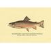 Buyenlarge The Brook Trout (Showing Bright or Early Fall Coloration) by H.H. Leonard Graphic Art in Brown | 44 H x 66 W x 1.5 D in | Wayfair