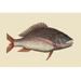 Buyenlarge Mutton Fish by Catesby - Graphic Art Print in White | 24 H x 36 W x 1.5 D in | Wayfair 0-587-30393-xC2436