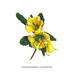 Buyenlarge Rhododendron Dalhousiae by H.G. Moon Painting Print in Green/Yellow | 42 H x 28 W x 1.5 D in | Wayfair 0-587-03632-xC2842