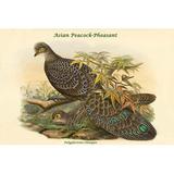 Buyenlarge 'Polyplectron Chinquis Asian Peacock-Pheasant' by John Gould Graphic Art in Brown/Green | 28 H x 42 W x 1.5 D in | Wayfair