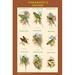 Buyenlarge 'Parakeet Classroom Poster Vertical II' by John Gould Graphic Art in Green | 42 H x 28 W x 1.5 D in | Wayfair 0-587-31905-4C2842