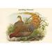 Buyenlarge Phasianus Scintillans Sparkling Pheasant by John Gould - Graphic Art Print in Brown/Green | 28 H x 42 W x 1.5 D in | Wayfair