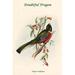 Buyenlarge 'Trogon Ambiguus Doubtful Trogon' by John Gould Graphic Art in White | 36 H x 24 W x 1.5 D in | Wayfair 0-587-31830-9C2842