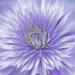 The Finishing Touch "Lavender Clematis" by Hal Halli Painting Print on Wrapped Canvas Canvas | 20 H x 20 W x 1.5 D in | Wayfair 37101322020