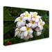 Trademark Fine Art "Plumeria" by Pierre Leclerc Photographic Print on Wrapped Canvas Canvas | 12 H x 19 W x 2 D in | Wayfair PL0236-C1219GG