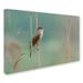 Trademark Fine Art 'The Singer of the Reed' Photographic Print on Wrapped Canvas Metal | 22 H x 32 W x 2 D in | Wayfair 1X00494-C2232GG