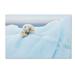 Trademark Fine Art 'Polar Bear Grooming' Graphic Art on Wrapped Canvas Metal | 22 H x 32 W x 2 D in | Wayfair 1X01692-C2232GG