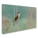 Trademark Fine Art 'The Singer of the Reed' Photographic Print on Wrapped Canvas in White | 30 H x 47 W x 2 D in | Wayfair 1X00494-C3047GG