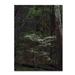 Trademark Fine Art 'Dogwood Trees in the Forest' Photographic Print on Wrapped Canvas Metal in Green | 32 H x 24 W x 2 D in | Wayfair