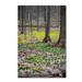 Trademark Fine Art 'Forest Floor of Gold' Photographic Print on Wrapped Canvas in Green | 19 H x 12 W x 2 D in | Wayfair KS01368-C1219GG