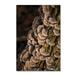 Trademark Fine Art 'Scalloped Fungi on Tree' Photographic Print on Wrapped Canvas Metal in Green | 32 H x 22 W x 2 D in | Wayfair TS00025-C2232GG