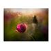 Trademark Fine Art 'A Pink Childhood Memory' Graphic Art Print on Wrapped Canvas Metal | 24 H x 32 W x 2 D in | Wayfair 1X03208-C2432GG