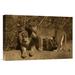 East Urban Home Native to Africa 'African Lion Male & African Lioness' Photographic Print on Wrapped Canvas in Brown | Wayfair NNAI5281 39916126