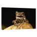 East Urban Home Ecuador Amazon rainforest 'Marbled Tree Frog Portrait' - Photograph Print on Canvas in Black/Brown | 12 H x 18 W x 1.5 D in | Wayfair