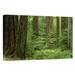 East Urban Home Canada BC Vancouver Island 'Douglas Fir Old Growth Forest' - Photograph Print on Canvas in Green | 20 H x 30 W x 1.5 D in | Wayfair