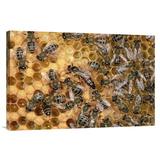 East Urban Home Germany Honey Bee Colony on Honeycomb w/ Queen - Photograph Print on Canvas in Yellow | 12 H x 18 W x 1.5 D in | Wayfair