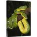 East Urban Home Amazonia 'Emerald Tree Boa Hanging on Tree Branch' - Photograph Print on Canvas in Green | 30 H x 20 W x 1.5 D in | Wayfair