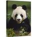 East Urban Home China 'Giant Panda Feeding on Bamboo' - Photograph Print on Canvas in Black/Green | 18 H x 12 W x 1.5 D in | Wayfair