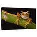 East Urban Home Chachi Tree Frog Adult - Photograph Print on Canvas in Black/Brown/Green | 20 H x 30 W x 1.5 D in | Wayfair NNAI2418 39913260