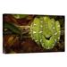 East Urban Home Emerald Tree Boa Coiled - Photograph Print on Canvas in Brown/Green | 12 H x 18 W x 1.5 D in | Wayfair NNAI2440 39913282