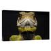 East Urban Home Ecuador Choco Rainforest Esmeraldas 'Bocourt'S Dwarf Iguana Close Up' Photographic Print on Wrapped Canvas Canvas | Wayfair