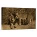 East Urban Home Native to Africa 'African Lion Male & African Lioness' Photographic Print on Wrapped Canvas in White | Wayfair NNAI5283 39916128