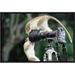 East Urban Home 'Black-Faced Vervet Monkeys Playing on Camera & Tripod' Framed Photographic Print on Canvas in Black/Green | Wayfair
