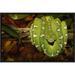 East Urban Home 'Emerald Tree Boa Coiled' Framed Photographic Print on Canvas in Brown/Green | 12 H x 18 W x 1.5 D in | Wayfair URBH4969 38224250