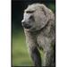 East Urban Home 'Olive Baboon Male Portrait' - Picture Frame Photograph Print on Canvas Canvas, Wood in White | 36 H x 24 W x 1.5 D in | Wayfair