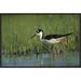 East Urban Home 'Black-Necked Stilt Wading Through Reeds' Framed Photographic Print on Canvas in Green | 16 H x 24 W x 1.5 D in | Wayfair