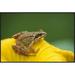 East Urban Home 'Agile Frog on Flower' Framed Photographic Print on Canvas in White | 24 H x 36 W x 1.5 D in | Wayfair URBH4942 38224144