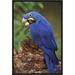 East Urban Home 'Hyacinth Macaw Eating Piassava Palm Nuts' Framed Photographic Print on Canvas in Blue/Brown/Green | 18 H x 12 W x 1.5 D in | Wayfair