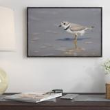 East Urban Home 'Piping Plover Wading' Framed Photographic Print on Canvas in Gray | 16 H x 24 W x 1.5 D in | Wayfair URBH5450 38226185