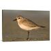 East Urban Home 'Black-Bellied Plover' Photographic Print on Canvas in White | 24 H x 36 W x 1.5 D in | Wayfair URBH8428 38407033