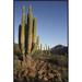 East Urban Home 'Cardon Cacti' Framed Photographic Print on Canvas in White | 36 H x 24 W x 1.5 D in | Wayfair URBH3705 38219266