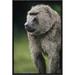 East Urban Home 'Olive Baboon Male Portrait' - Picture Frame Photograph Print on Canvas Canvas, Wood in Gray/Green | 18 H x 12 W x 1.5 D in | Wayfair