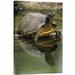 East Urban Home 'Yellow-Bellied Slider Turtle' Photographic Print on Canvas in Brown/Green | 24 H x 1.5 D in | Wayfair URBH7473 38403463