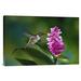 East Urban Home 'Scintillant Hummingbird Feeding at & Pollinating Flowers of Epiphytic Orchid' Photographic Print on Canvas in Green | Wayfair