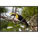 East Urban Home 'Chestnut-Mandibled Toucan on Branch' Framed Photographic Print on Canvas in Green | 16 H x 24 W x 1.5 D in | Wayfair