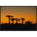 East Urban Home 'Grandidier's Baobab Trees & Moon' Framed Photographic Print on Canvas in Black/Orange | 16 H x 24 W x 1.5 D in | Wayfair