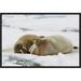 East Urban Home 'Walrus Male & Female on Ice Floe' Framed Photographic Print on Canvas in Brown/White | 12 H x 18 W x 1.5 D in | Wayfair