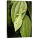 East Urban Home 'Walking Stick Juvenile Camouflaged on Leaf' Photographic Print on Canvas in Green | 24 H x 1.5 D in | Wayfair URBH8694 38408026