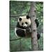 East Urban Home 'Giant Panda' Photographic Print on Wrapped Canvas in Green | 30 H x 20 W x 1.5 D in | Wayfair URBH7702 38404320