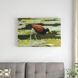 East Urban Home 'Northern Jacana Foraging on Lily Pads' Photographic Print on Canvas in White | 24 H x 36 W x 1.5 D in | Wayfair URBH8435 38407061