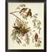 Global Gallery American Crossbill by John James Audubon - Picture Frame Graphic Art Print on Canvas Canvas, in Brown | Wayfair GCF-198062-2432-190