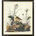 Global Gallery Yellow-Winged Sparrow by John James Audubon - Picture Frame Graphic Art Print on Canvas Canvas, in Gray | Wayfair GCF-198194-40-190